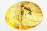 Fossil Crane Fly and Two Long-Legged Flies In Baltic Amber #330716-1